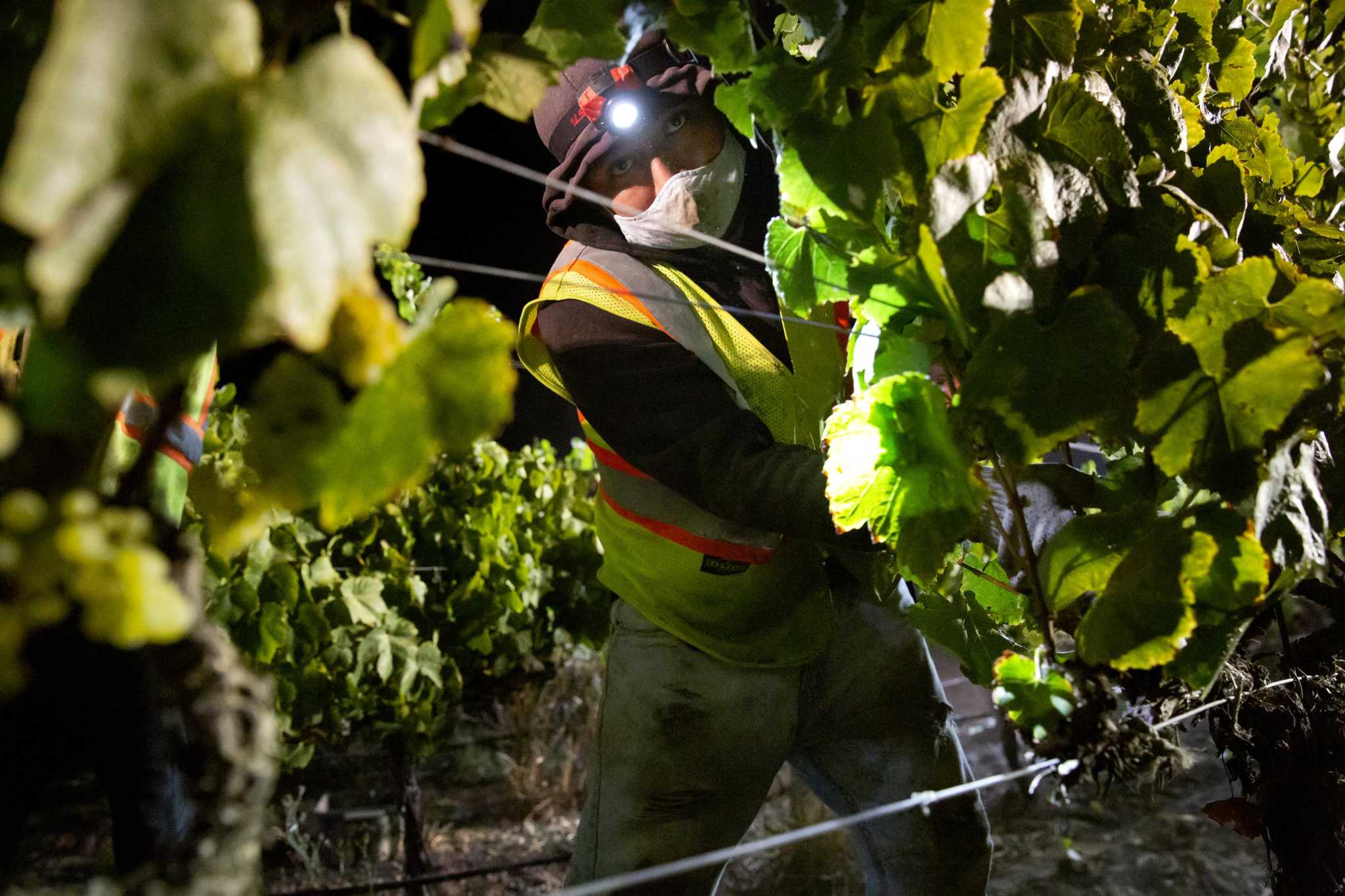 Hundreds of Sonoma farmworkers may have been exposed to toxic smoke during 2020 wildfires - Vimarsana News