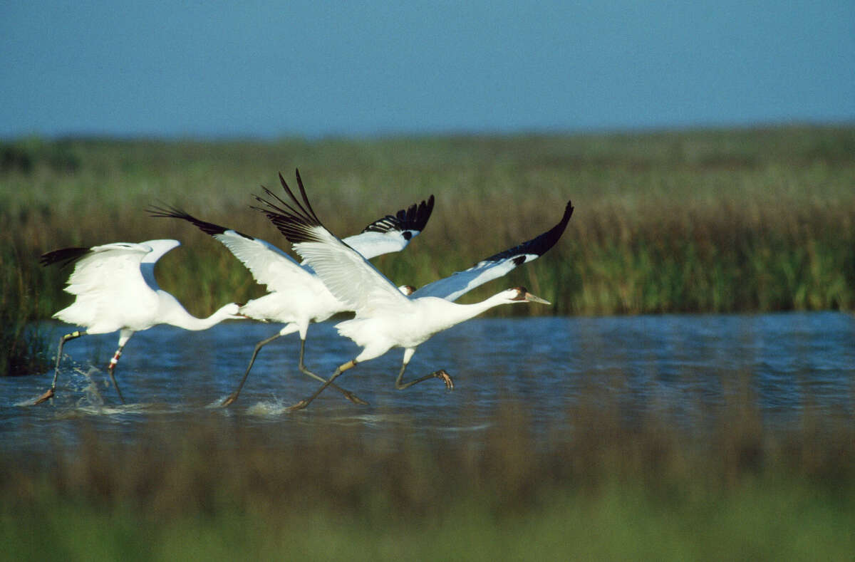 File: Whooping cranes