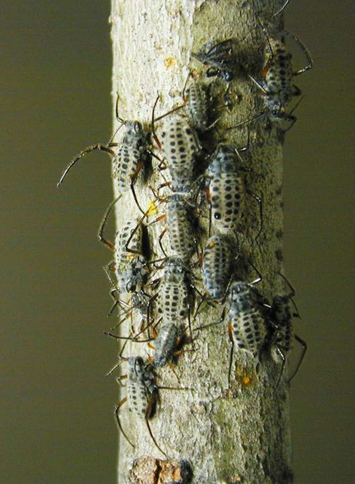 Typically, you can find Giant Bark Aphids huddled up together on the branches and trunks of trees. In small numbers they do not do enough damage to warrant a treatment. However, when they are in large numbers, and when damage does occur and is visible, try to select the least toxic insecticide as a best management practice.