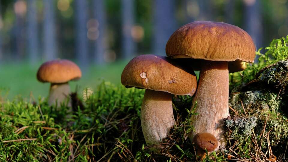 Story photo for Many Bay Area restaurants tout 'wild' mushrooms and arugula. Are they legit?