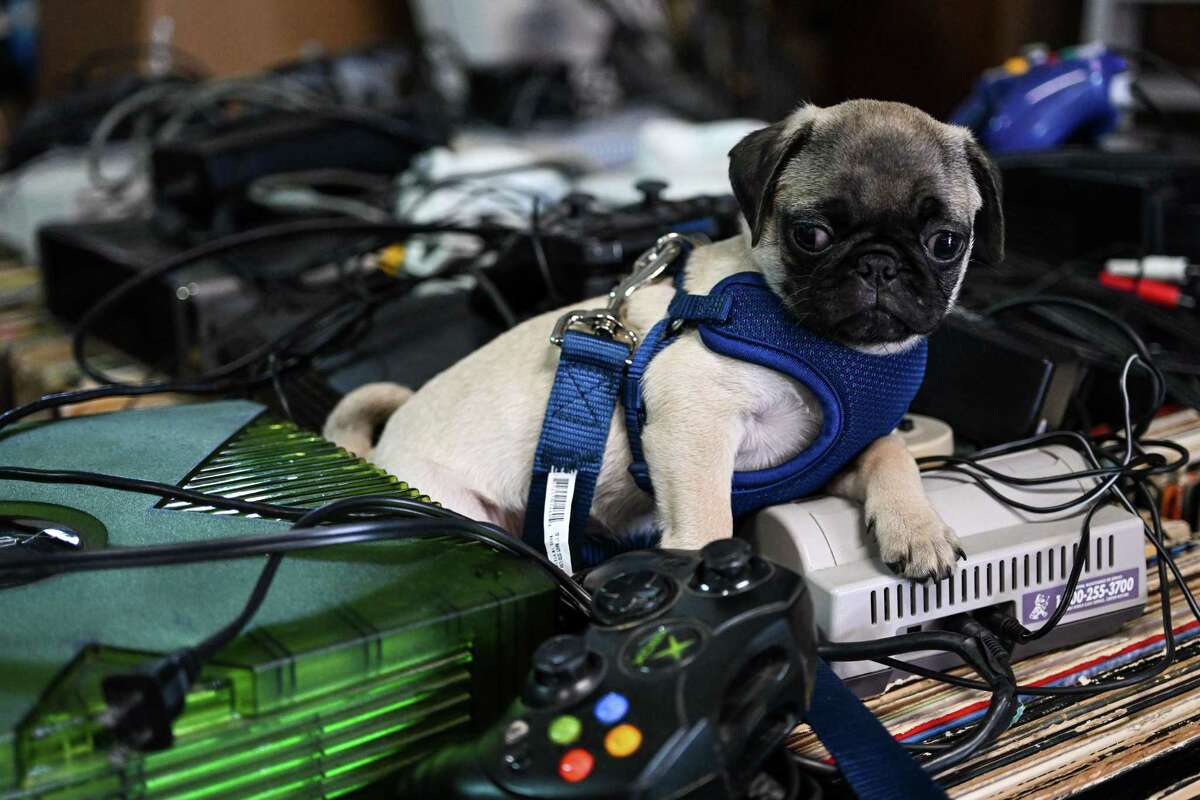 Renfield “Ren”, Propaganda Palace mascot, rests on a pile of gaming consoles and accessories at Propaganda Palace in San Antonio, Texas, May 4, 2022. Ren brings youth to the store’s vintage atmosphere. (U.S. Air Force photo by Airman 1st Class Andrew Britten)