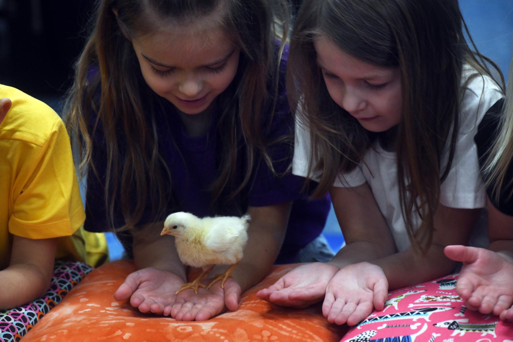 Trumbull students learn 'circle of life' by hatching chicks - Vimarsana News