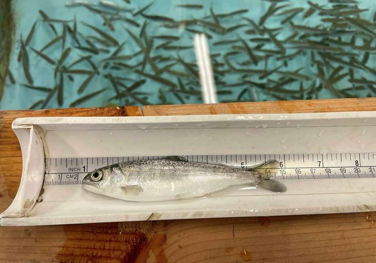A juvenile chinook salmon is seen at the Oregon Department of Fish and Wildlife's Klamath Hatchery.