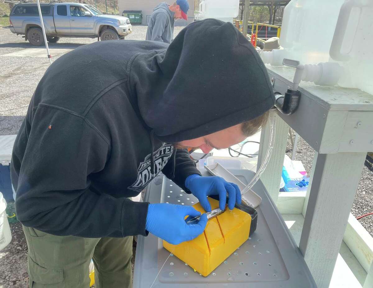 James Whelan, a graduate student at Cal Poly Humboldt, surgically implants radio transponder tags in a juvenile chinook salmon before the fish is released.
