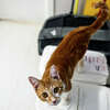 A cat stands on a box at the "romper room" for kittens at the Homeward Bound animal shelter in Manistee on May 20.