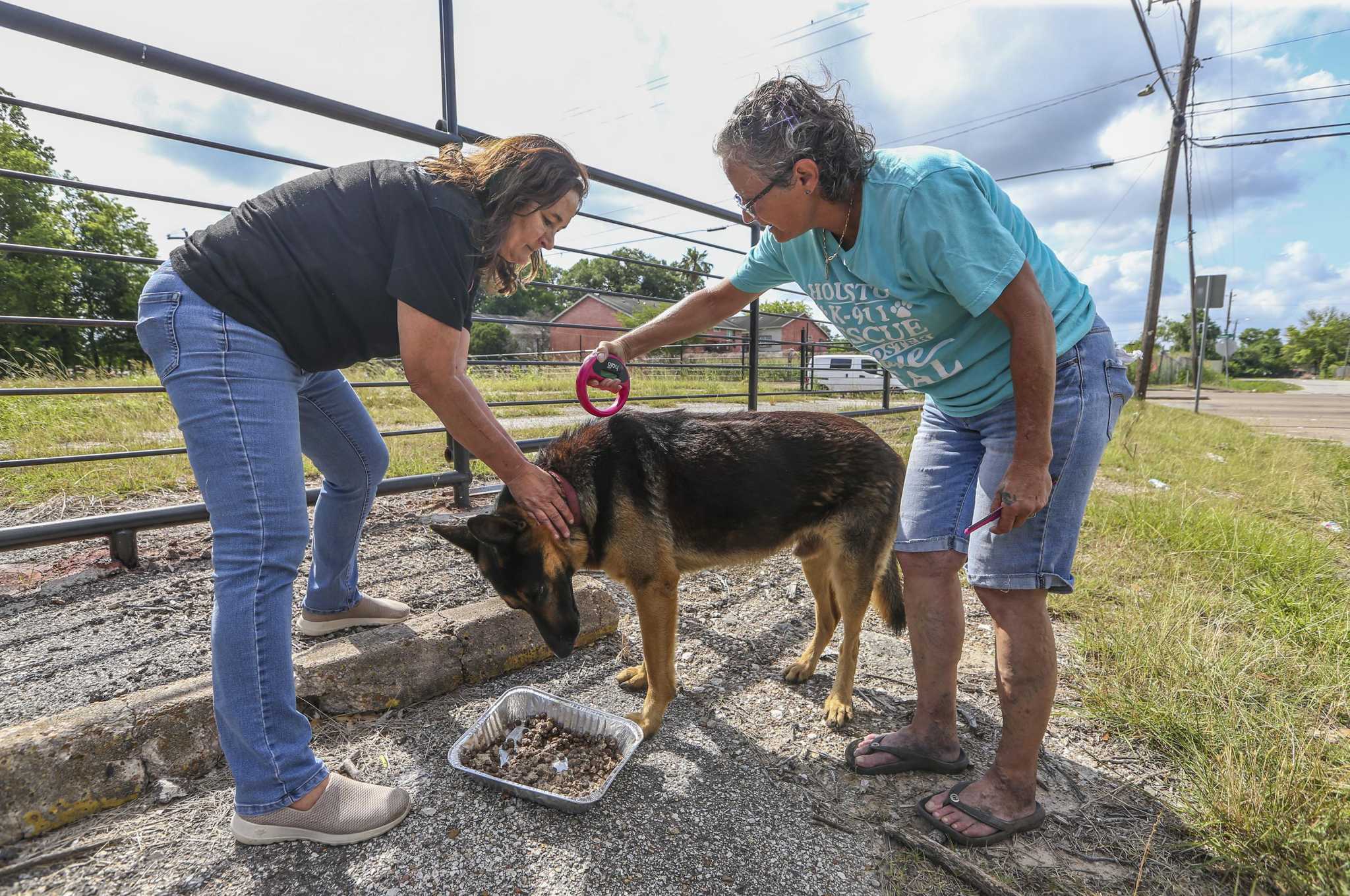 Houston shelters, rescues are battling a stray animal crisis