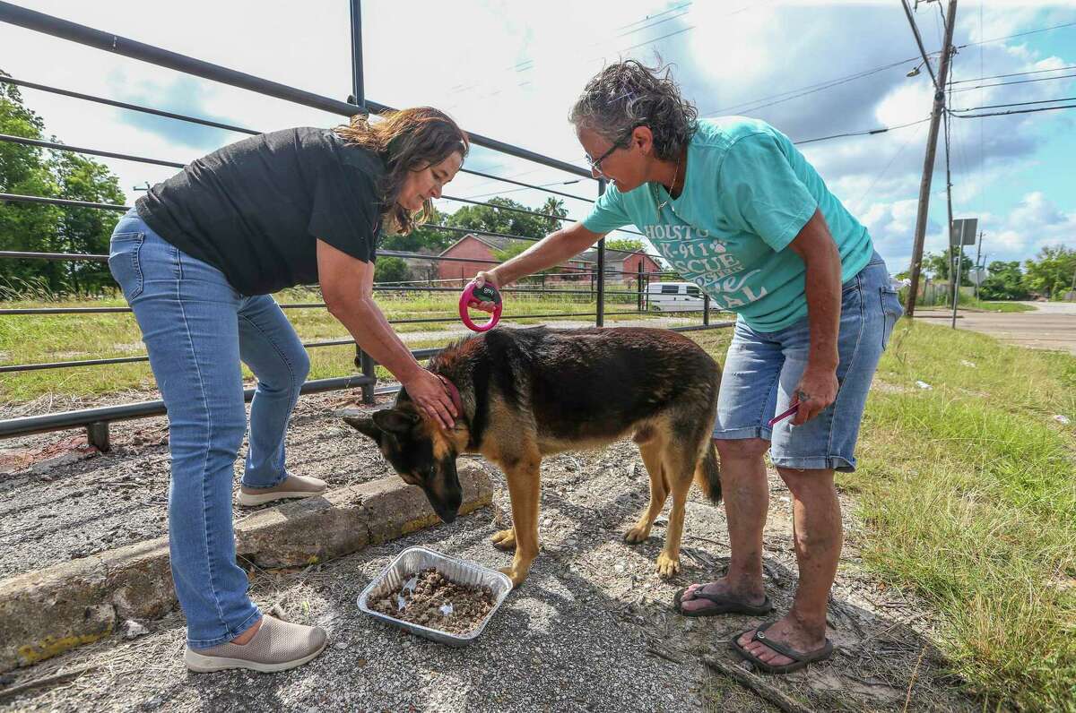 how do you rescue a stray dog