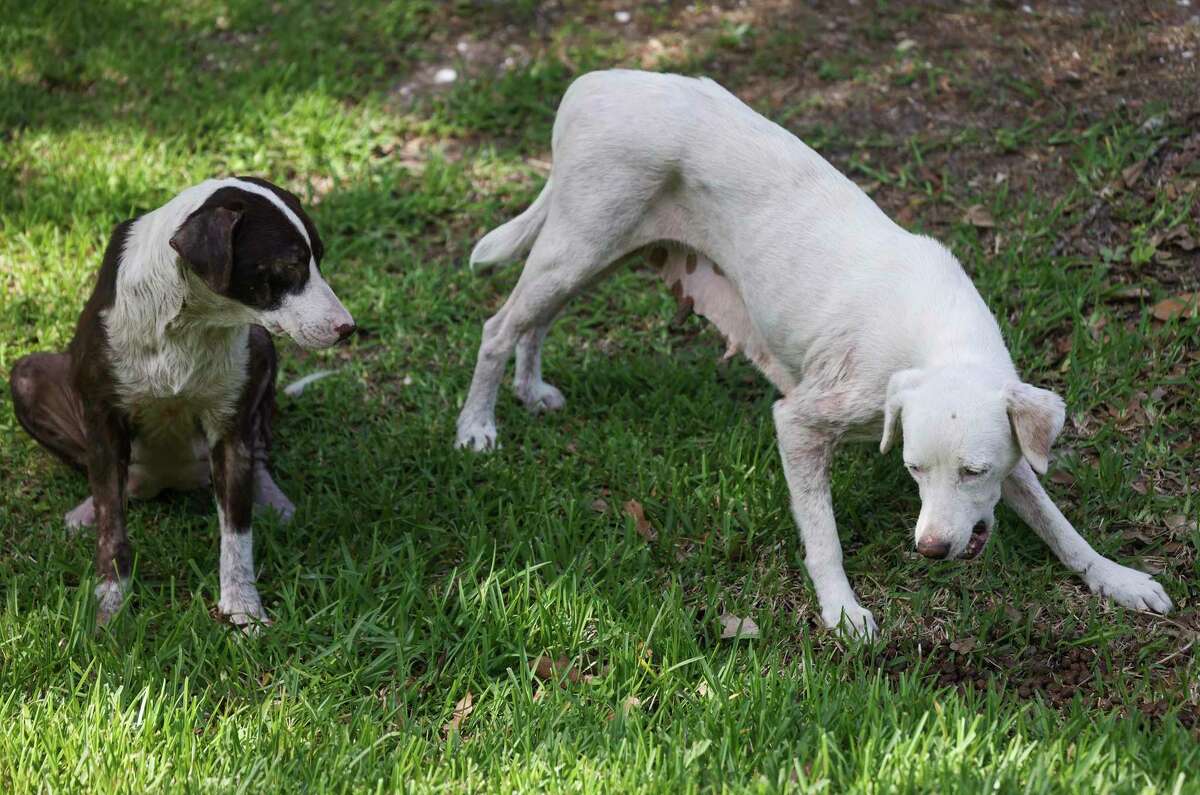 Stray dogs are fed on the corner of Peach St. and Haywood on May 15, 2022 in Houston.