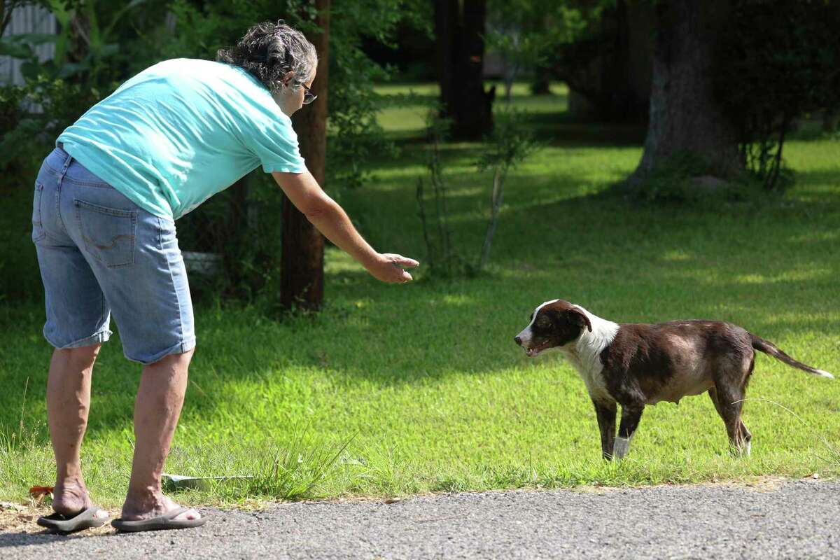 Jane Wesson with K911 Houston Animal Rescue tries to hand feed a stray dog on the corner of Peach and Haywood St. on May 15, 2022 in Houston.