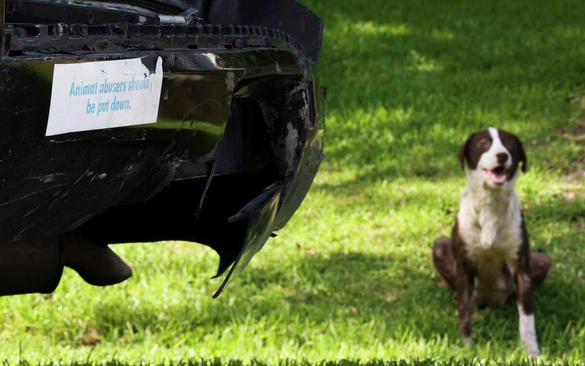 A stray dog is seen on the corner of Peach St. and Haywood on May 15, 2022 in Houston. The bumper sticker on the car reads “ Animal abusers should be put down.”