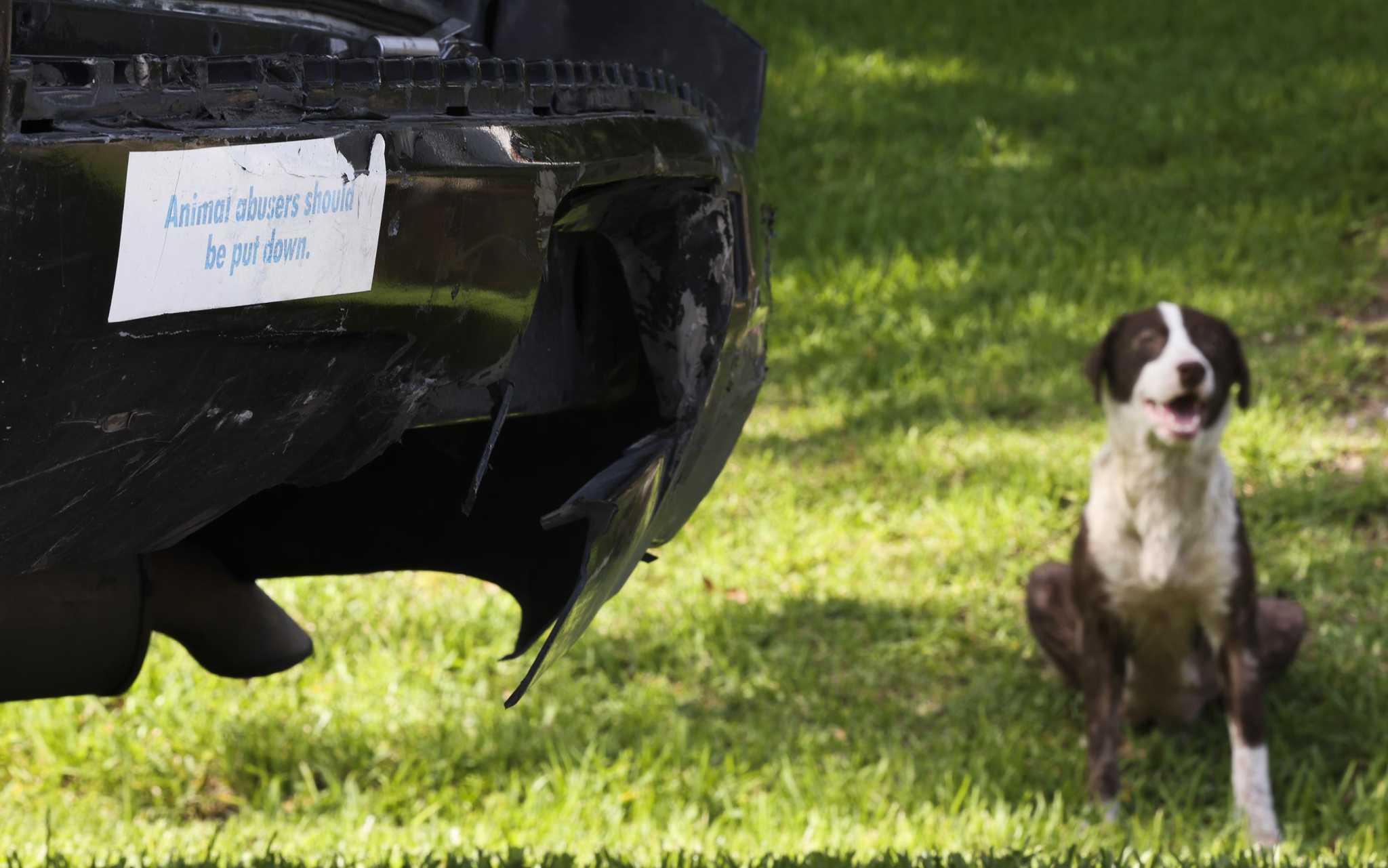 Spider monkey on loose in Southeast Houston corralled by BARC after  encounter with dog – Houston Public Media