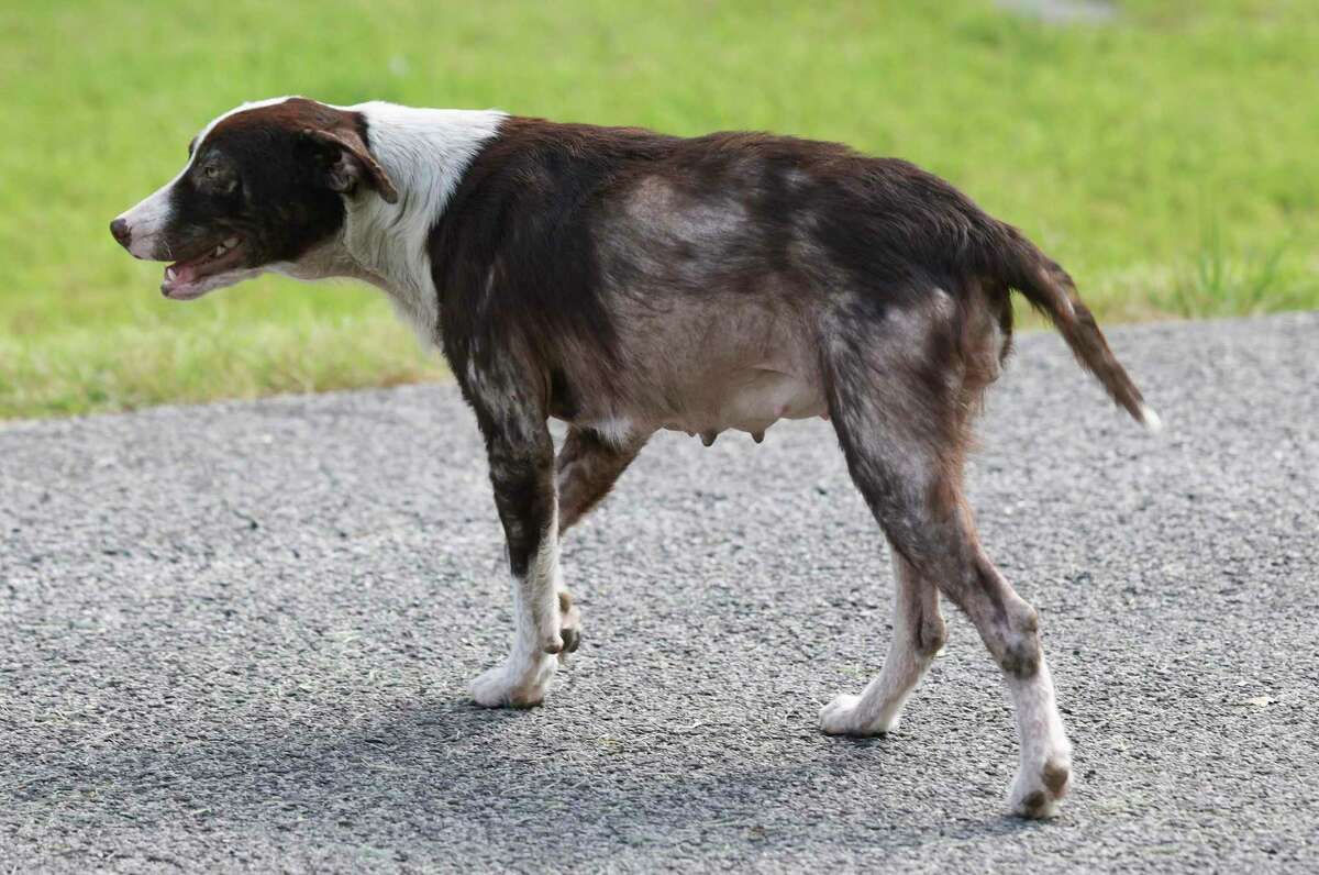 A stray dog with a bad case of mange is seen on the corner of Peach St and Haywood on May 15, 2022 in Houston.