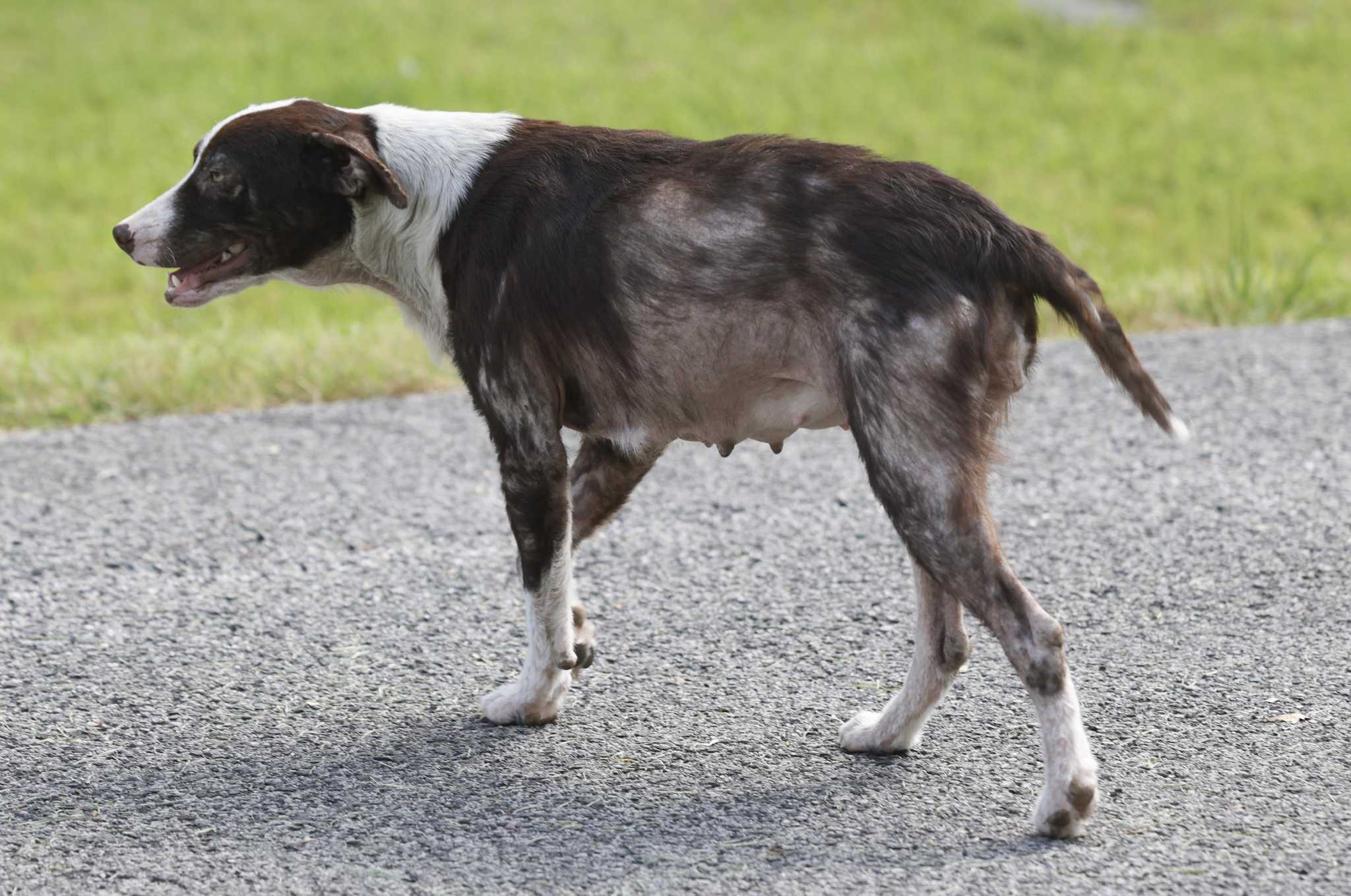 Spider monkey on loose in Southeast Houston corralled by BARC after  encounter with dog – Houston Public Media