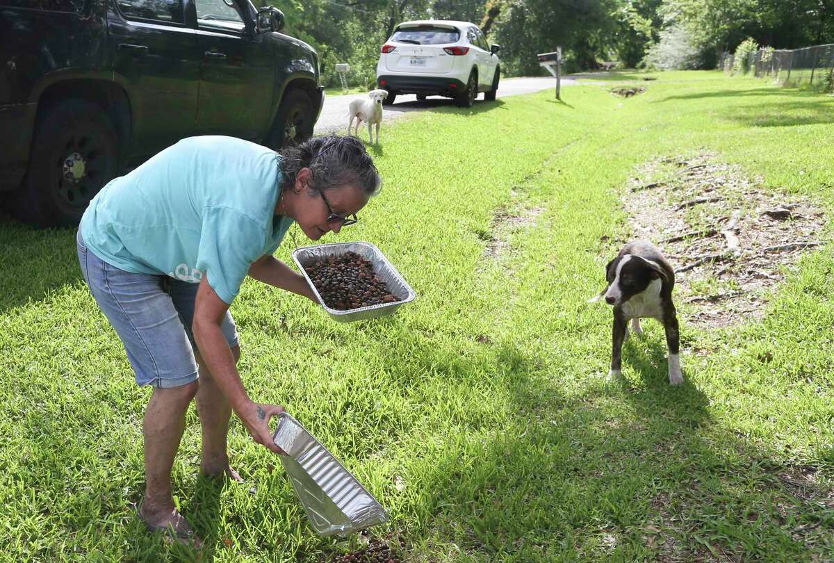 Jane Wesson with Houston animal rescue K-911 feeds stray dogs at the corner of Peach St. And Haywood St. on May 15, 2022 in Houston.