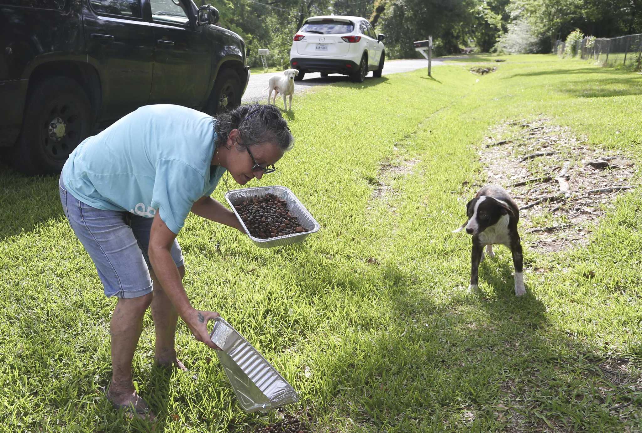 Spider monkey on loose in Southeast Houston corralled by BARC after  encounter with dog – Houston Public Media