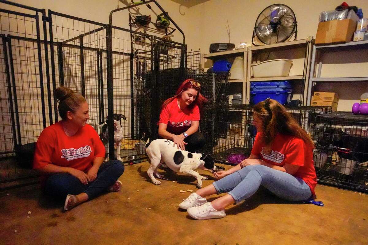 Kali Cabrera, founder of Spring Branch Rescue, left, with Tatiana Cadena, and Terra Lane, members of her rescue group, as they interact with Mango, a rescue, in her garage at her home, where she houses her rescues on Tuesday, May 17, 2022 in Richmond. Houston-area animal rescues are feeling extraordinary pressures from the nationwide shelter crisis, leading to burnout and compassion fatigue some say is the most extreme they've ever endured.