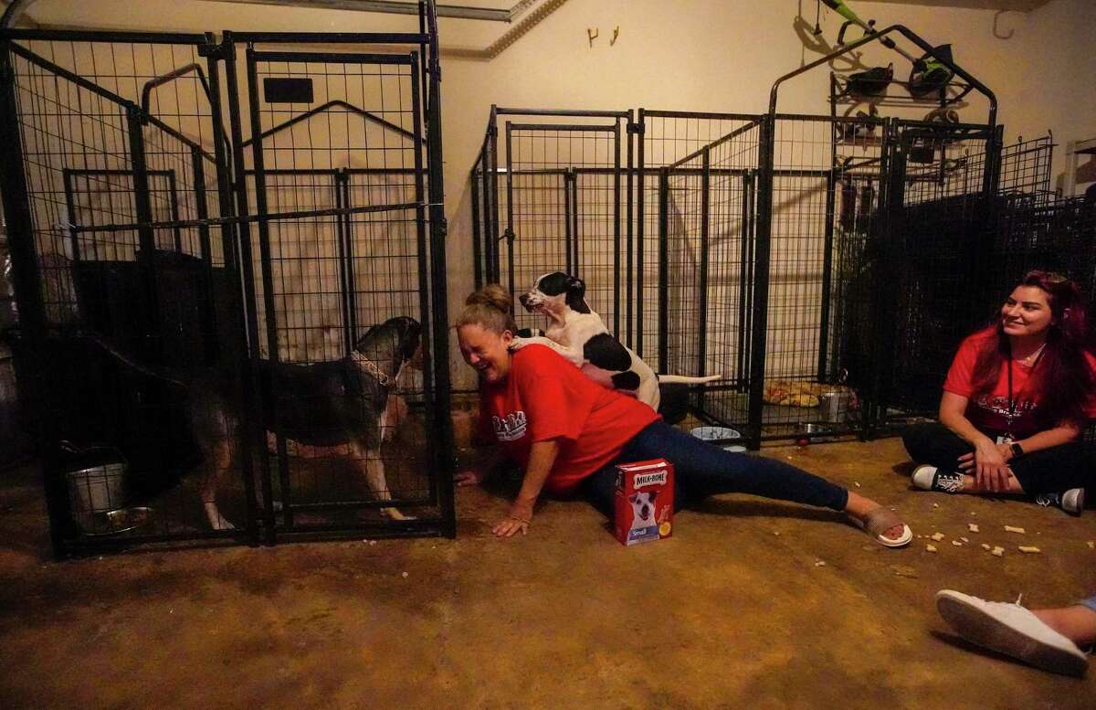 Kali Cabrera, founder of Spring Branch Rescue is pounced on by Mango, while chatting with Tatiana Cadena in her garage at her home, where she houses her rescues on Tuesday, May 17, 2022 in Richmond. 