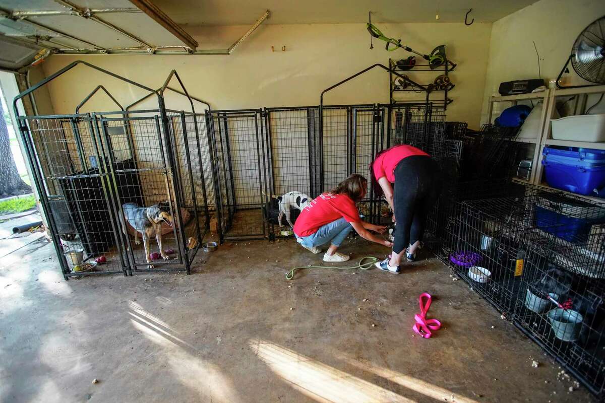 Tatiana Cadena, and Terra Lane, members of Kali Cabrera’s Spring Branch Rescue group, as they worked in her garage at her home, where she houses her rescues on Tuesday, May 17, 2022 in Richmond. 