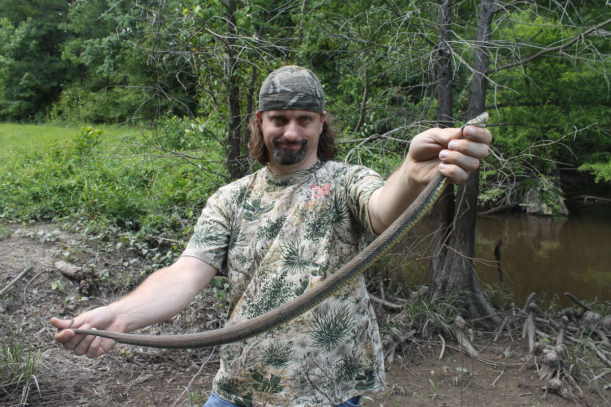 Chester Moore caught this big yellowbelly watersnake in Newton County back in 2012. These snakes are harmless but put out a foul smell and will bite, despite having no venom.