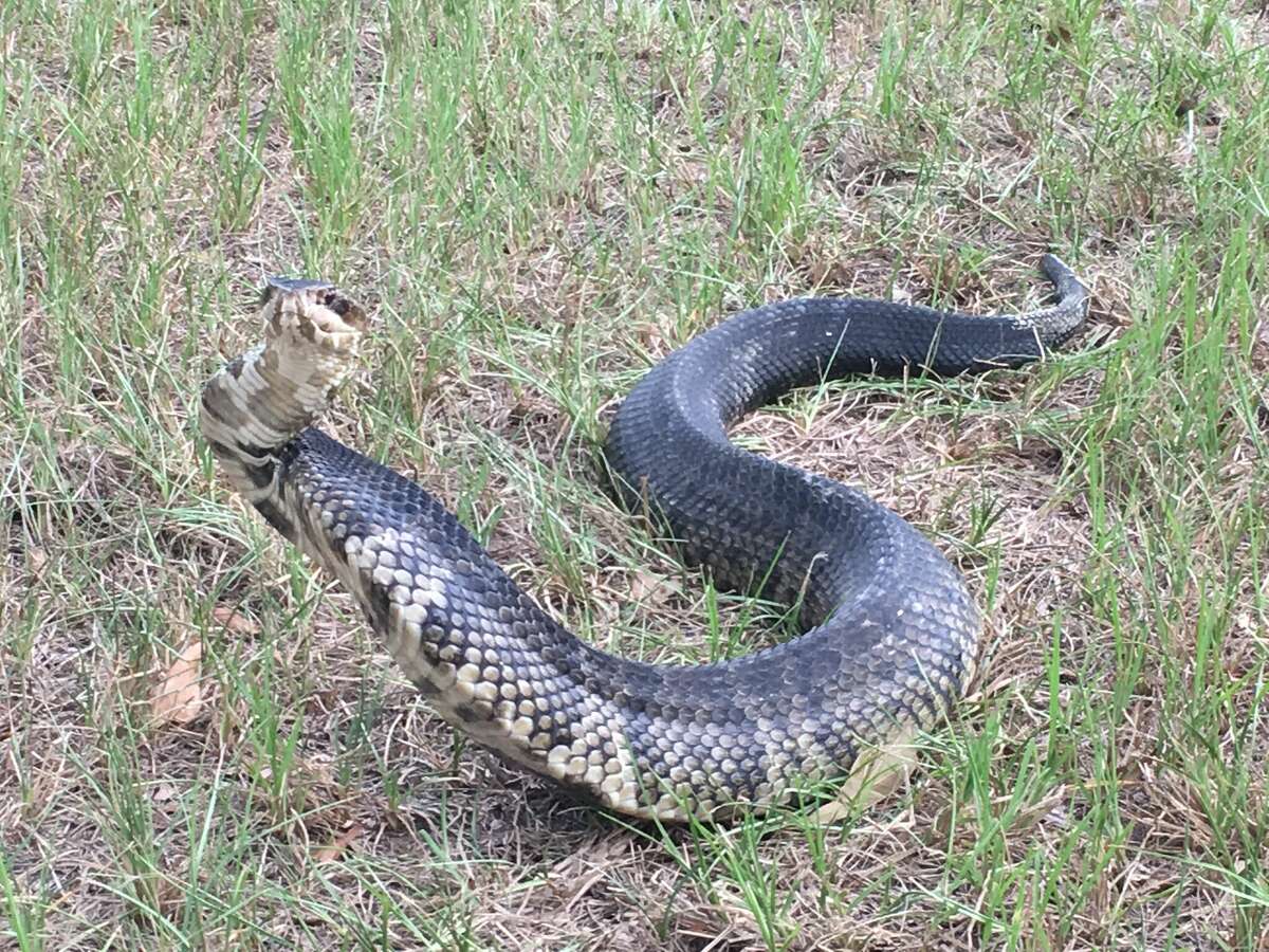 This massive cottonmouth was photographed in Orange County. It struck an unusual defensive.