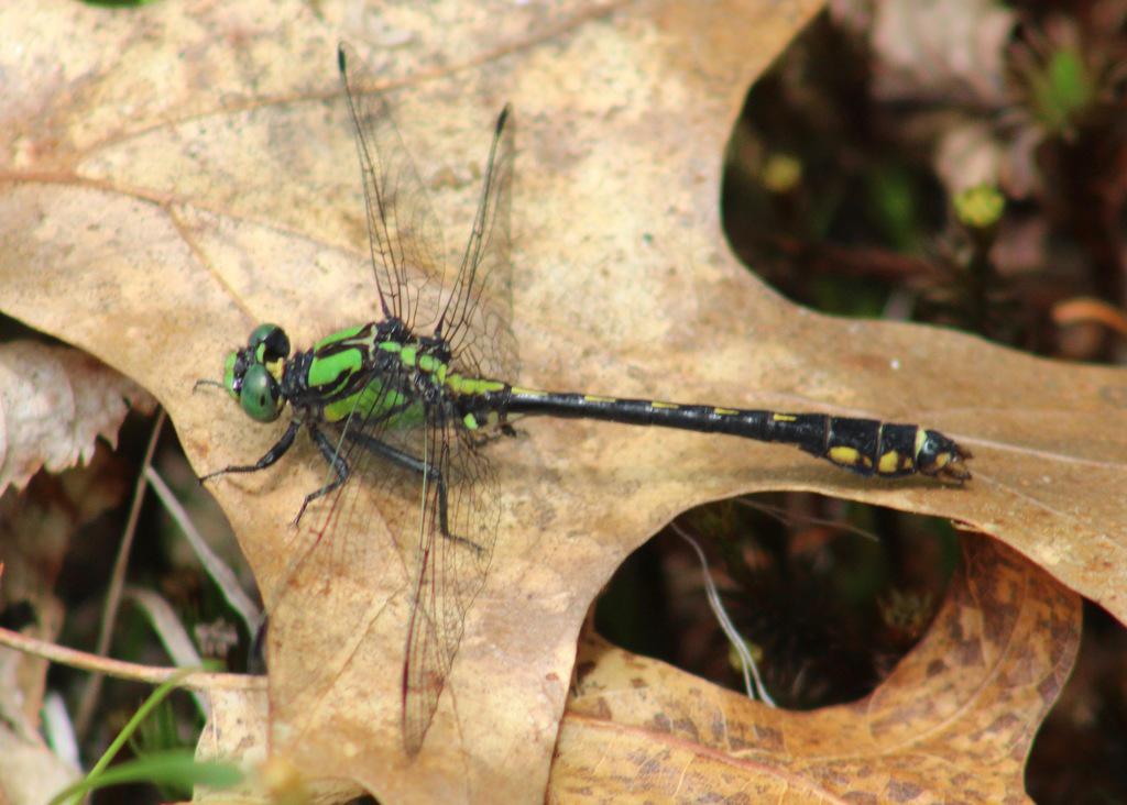 Study dragonflies during program with Steep Rock Association - Vimarsana News