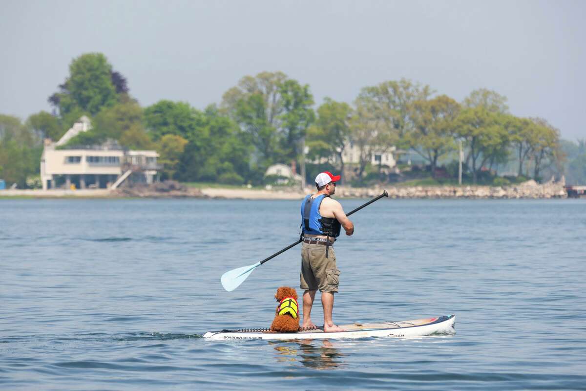 A man and a dog — both wearing life vests — paddle to stay cool off the Stamford shore.