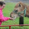 Twelve-year-old Hartford resident Karen Workman feeds a camel at the petting zoo that was part of the Hartford Centennial celebration on Saturday.
