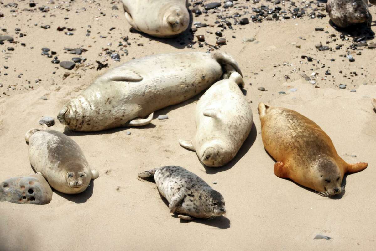 Harbor seals rest at Fitzgerald Marine Reserve in Moss Beach. Beachgoers should stay 300 feet away from the pups, experts say.