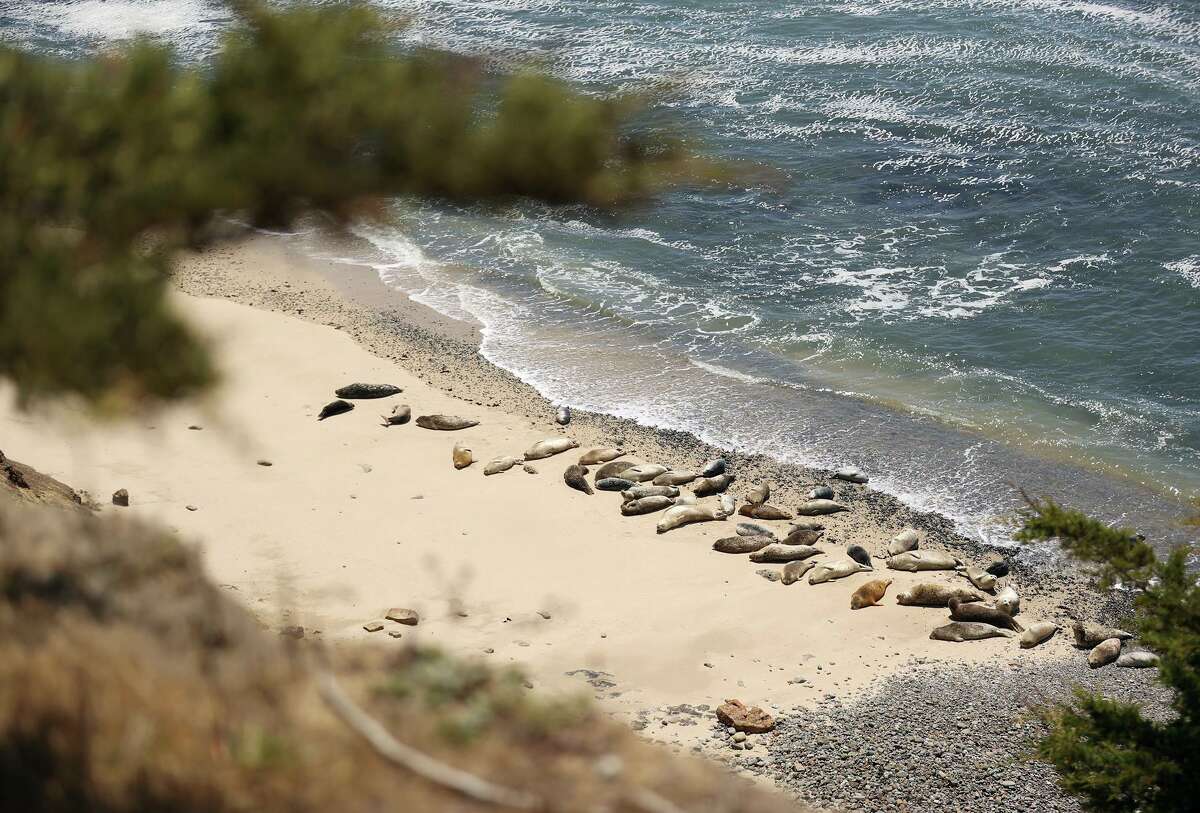 Harbor seals haul out at Fitzgerald Marine Reserve at Moss Beach. Visitors are advised to stay at least 300 feet from them during pupping season to allow them rest and prevent distress.