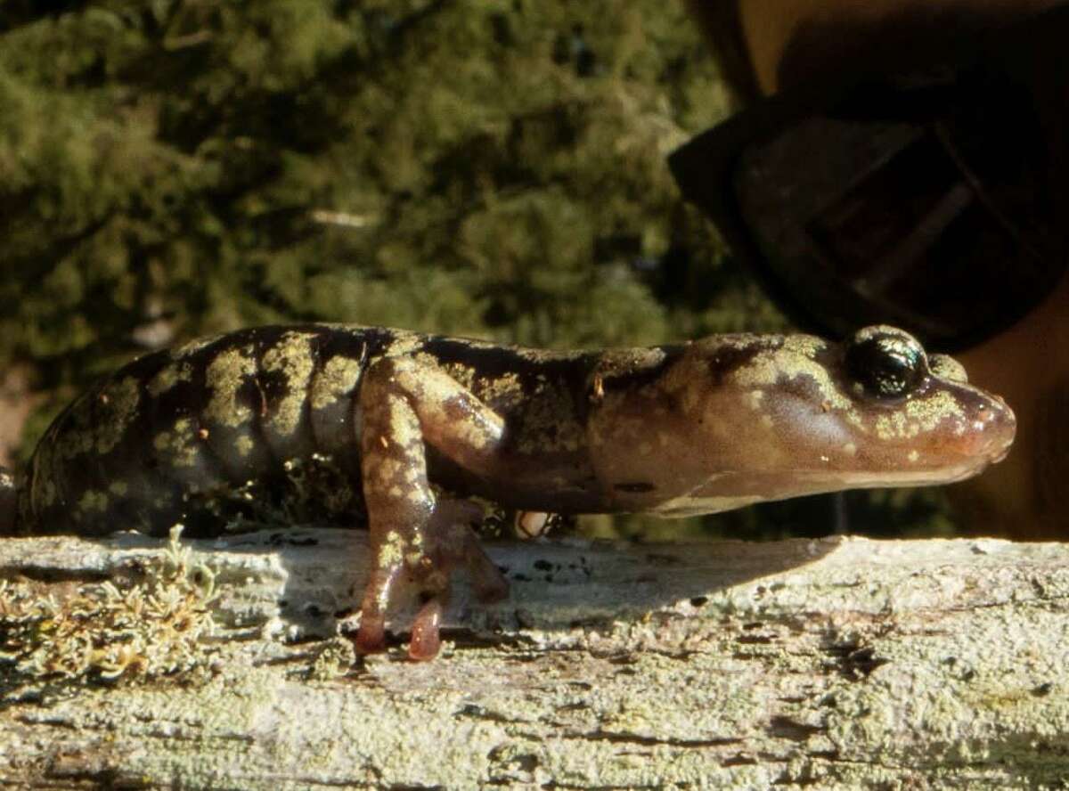 watch-these-skydiving-salamanders-that-parachute-out-of-california