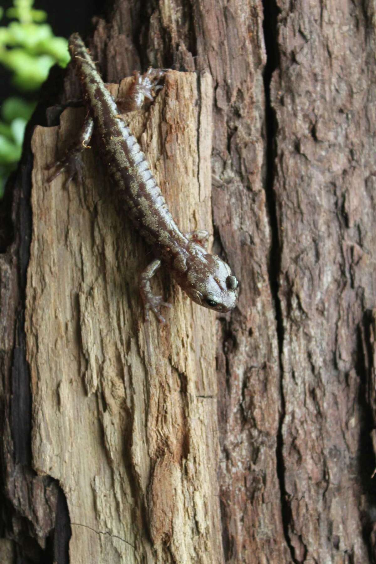 A closeup of a wandering salamander, or Aneides vagrans on a tree.  UC Berkeley researchers used a wind tunnel to document how the species in Northern California glides and parachutes through the air.
