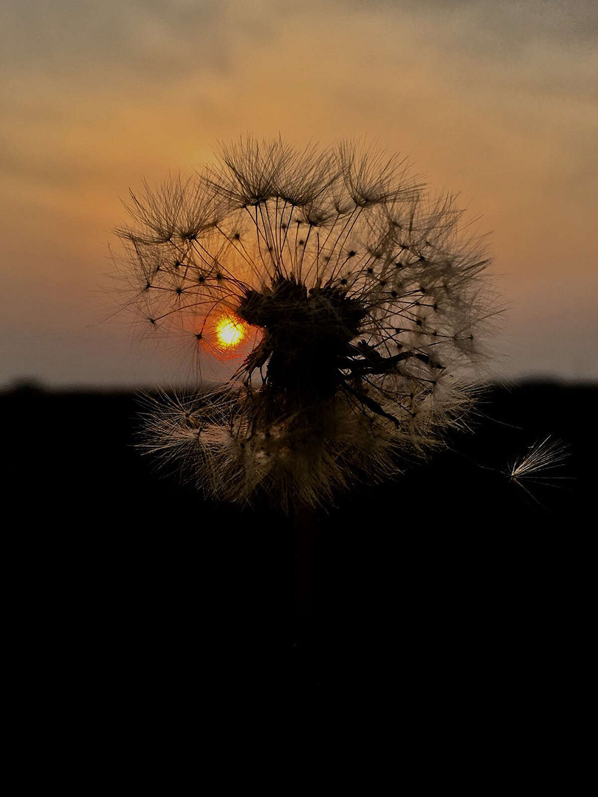 The glow of the setting sun pokes through a wind-blown dandelion.