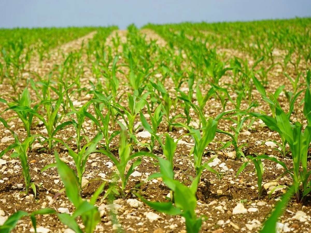 After a slow, cold start, Illinois corn farmers have caught up with the five-year average for planting at this point in the season and surpassed the five-year average for soybean planting.