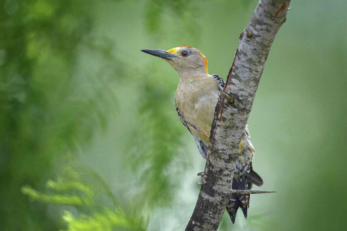 Golden-fronted woodpeckers enjoy sugar water as much as hummingbirds do.