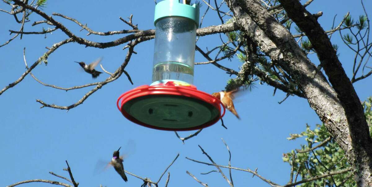 A rufous hummingbird (right) drinks from a feeder as two black-chinned hummers show off their aerial acrobatics.