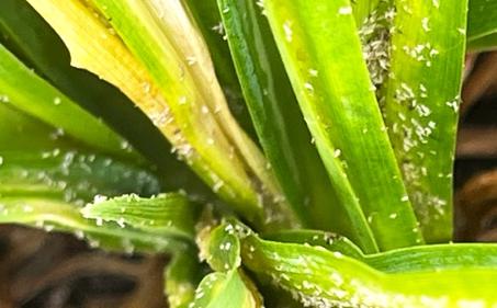 Aphids can damage plants like daylilies - Vimarsana News
