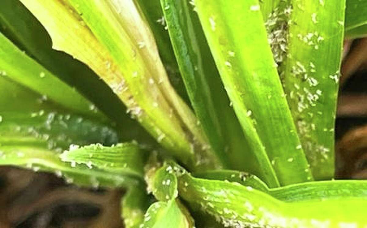 Aphids can damage plants like daylilies