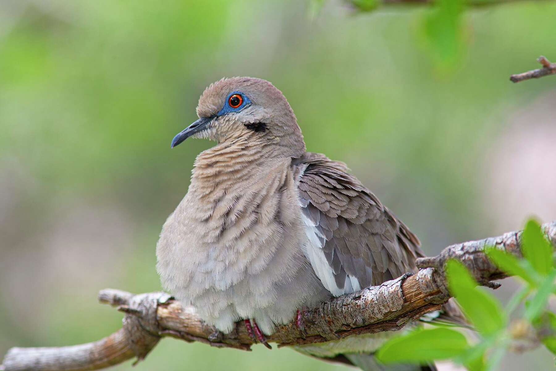 white winged dove vs mourning dove