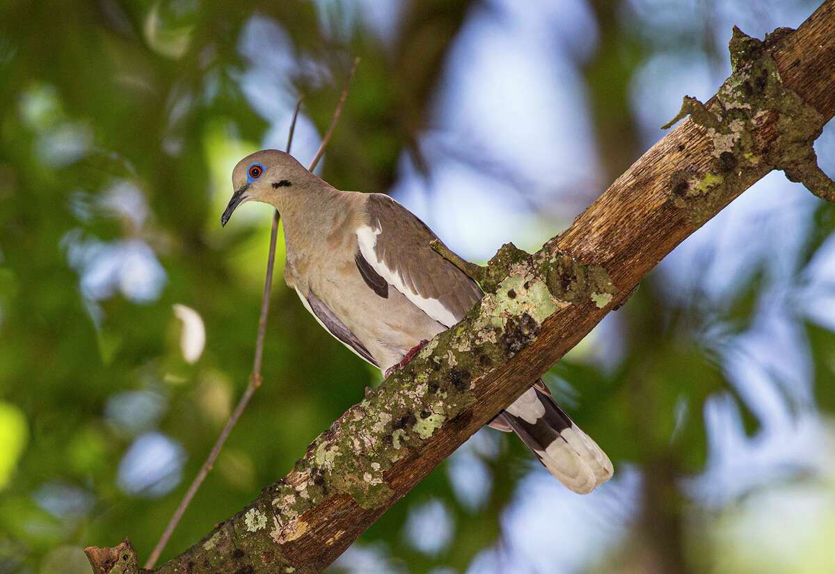 White-winged doves are a handsome bird with bold white wing patches. They have expanded their range to nearly every part of Texas and along the Gulf Coast to Florida.