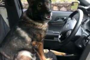 Retired Naugatuck Police dog Vane dies