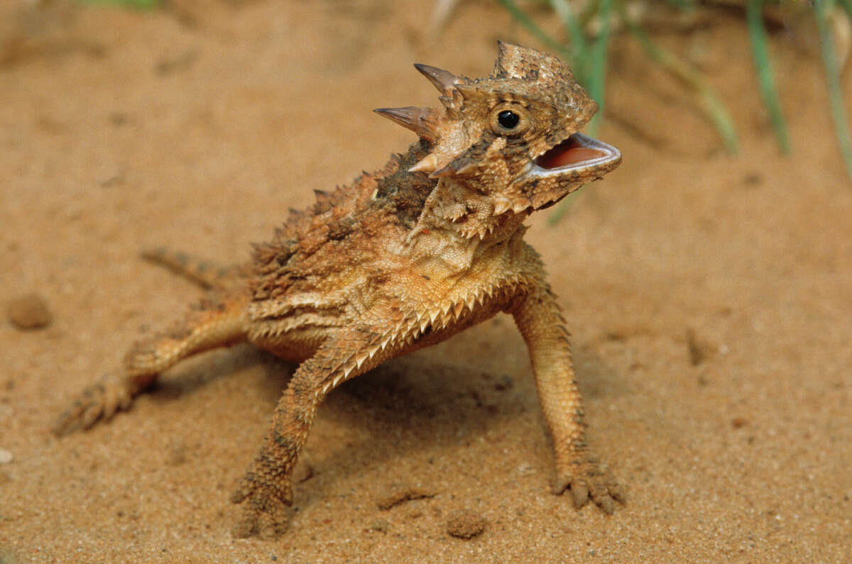 A Texas horned lizard pants with its body elevated above hot sand in the Rio Grande Valley. Horned lizards are among the endangered species that are indigenous to Katy, TX.