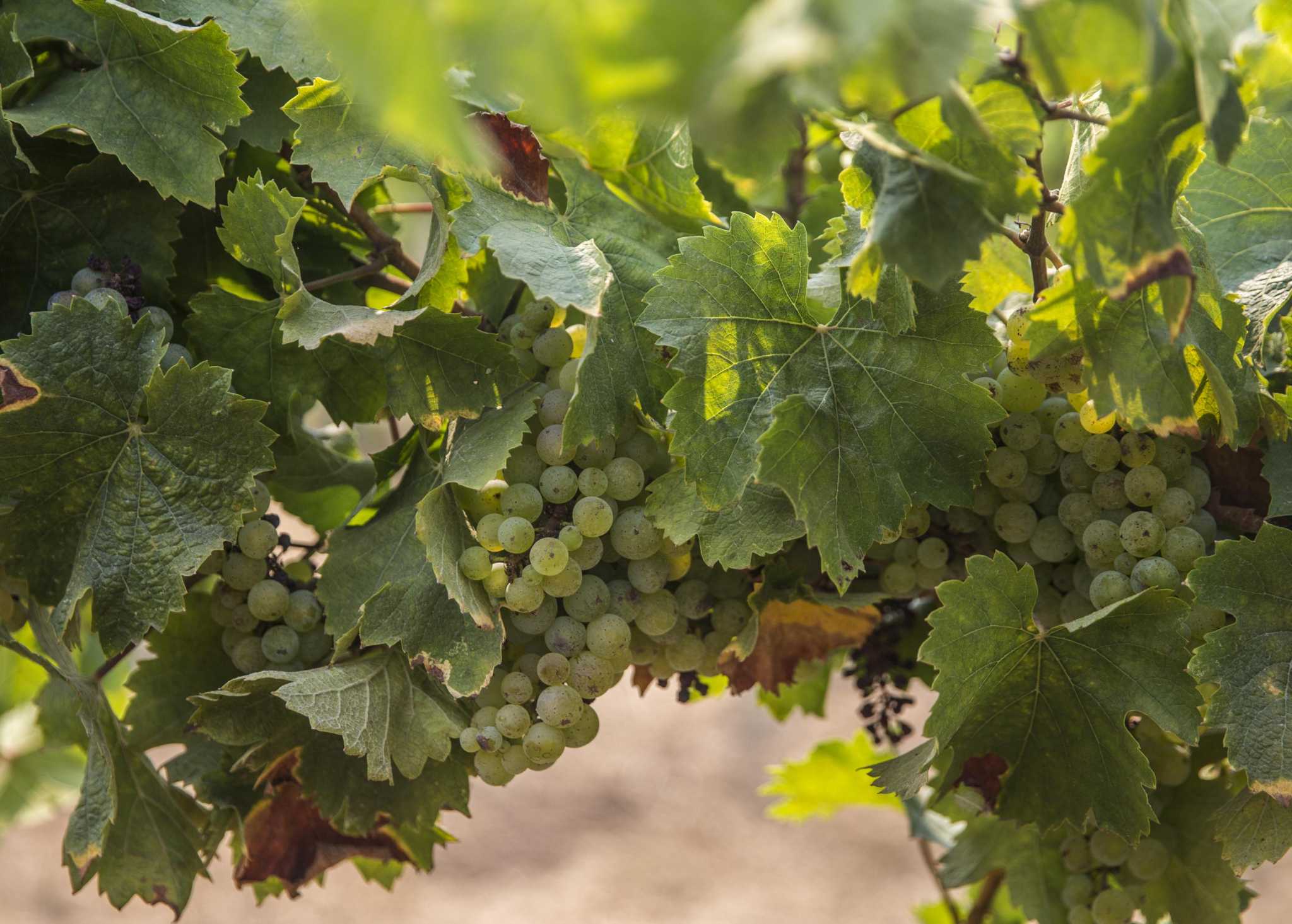 A voracious moth that 'skeletonizes' grapevines was found in a Napa vineyard - Vimarsana News