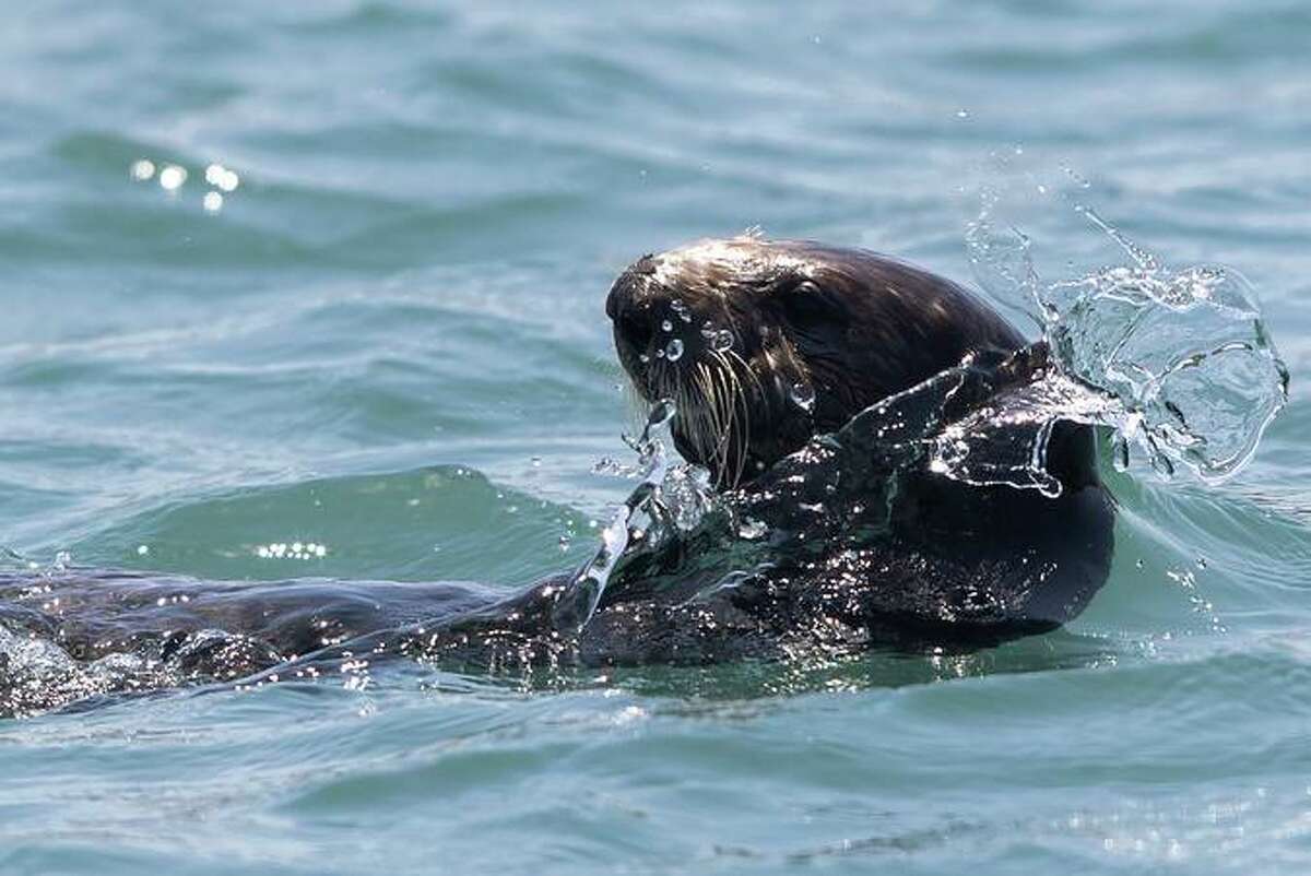 Sea otters were once hunted to near extinction. Now scientists might