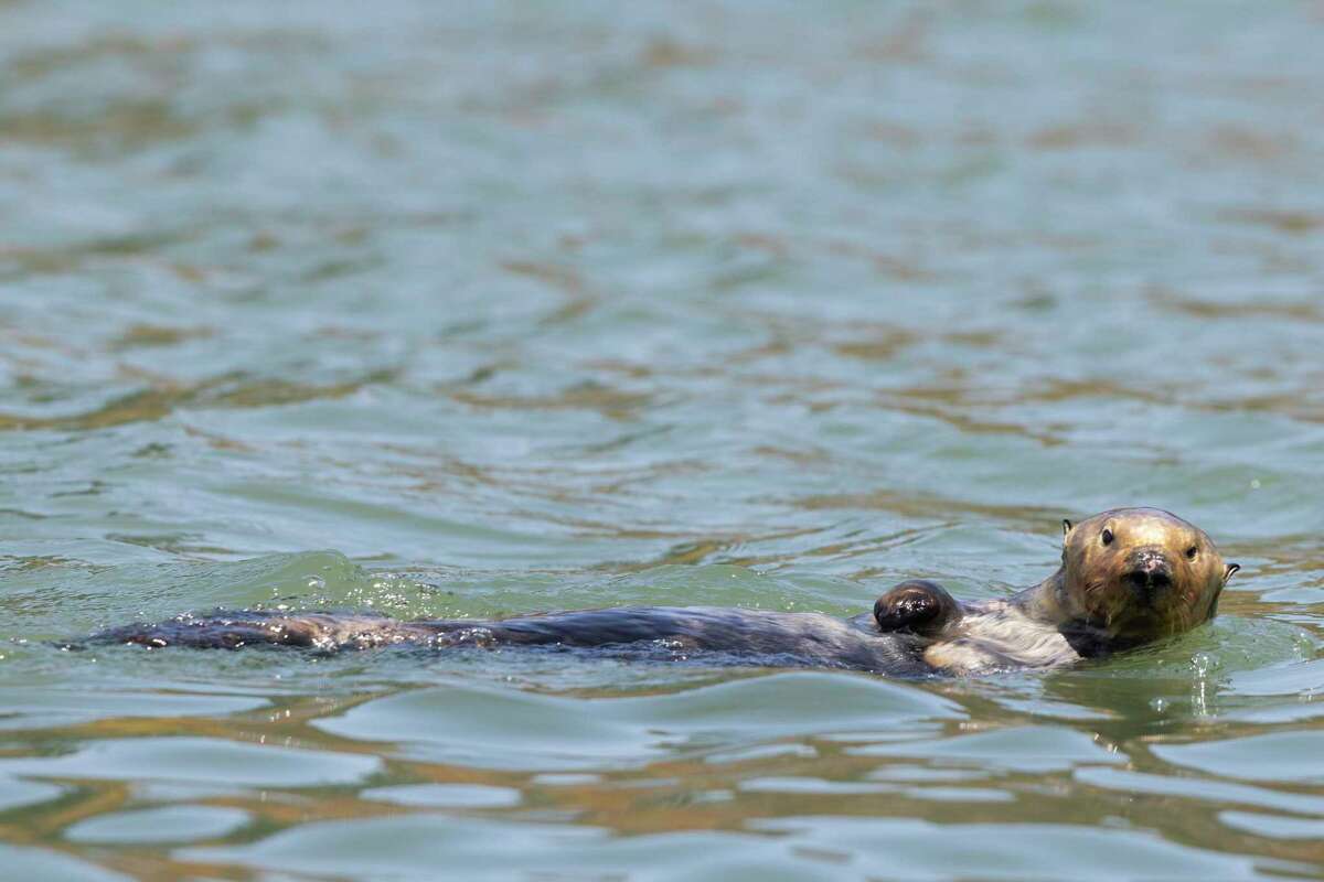 A sea otter swims in the Moss Landing Harbor.
