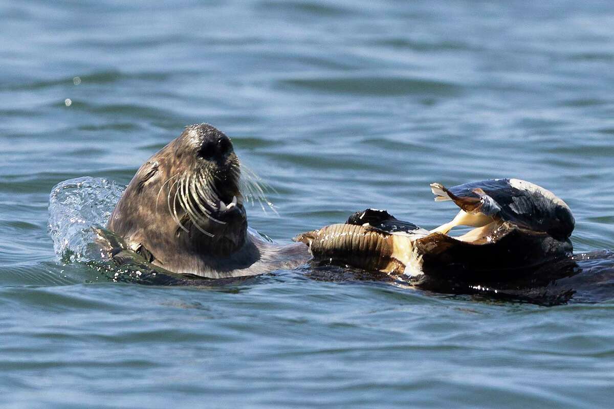 A sea otter eats a giant clam in the Moss Landing Harbor.
