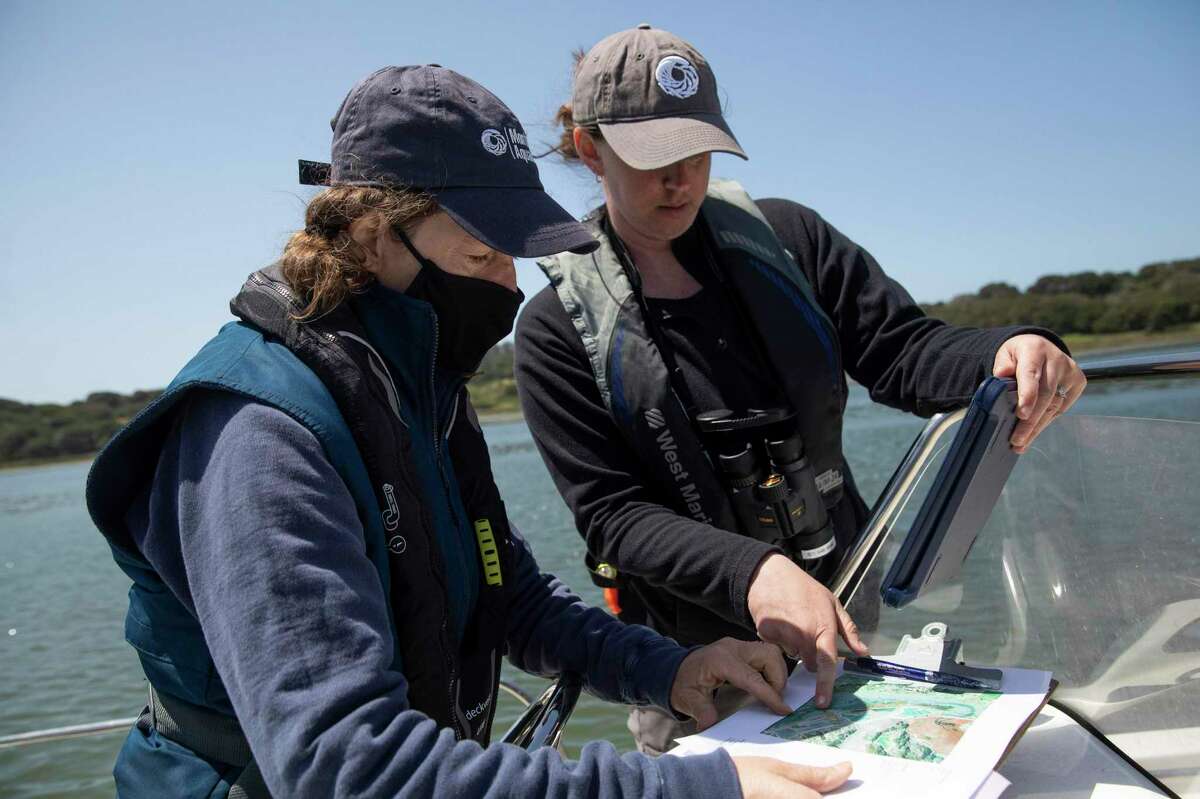 Monterey Bay Aquarium senior research biologist Teri Nicholson (left) and sea otter program manager Jess Fujii use a map to navigate while counting sea otters in the Elkhorn Slough.