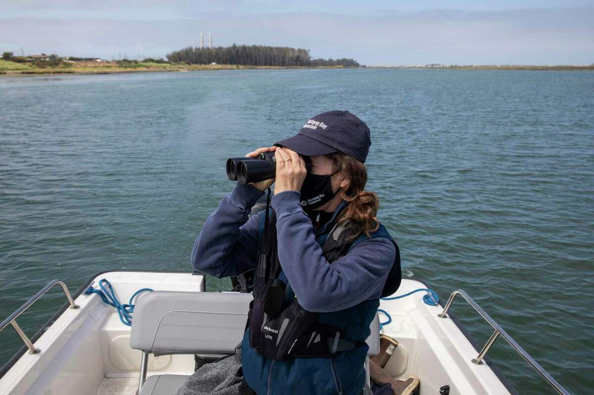 Monterey Bay Aquarium senior research biologist Teri Nicholson uses binoculars to count sea otters in the Elkhorn Slough.