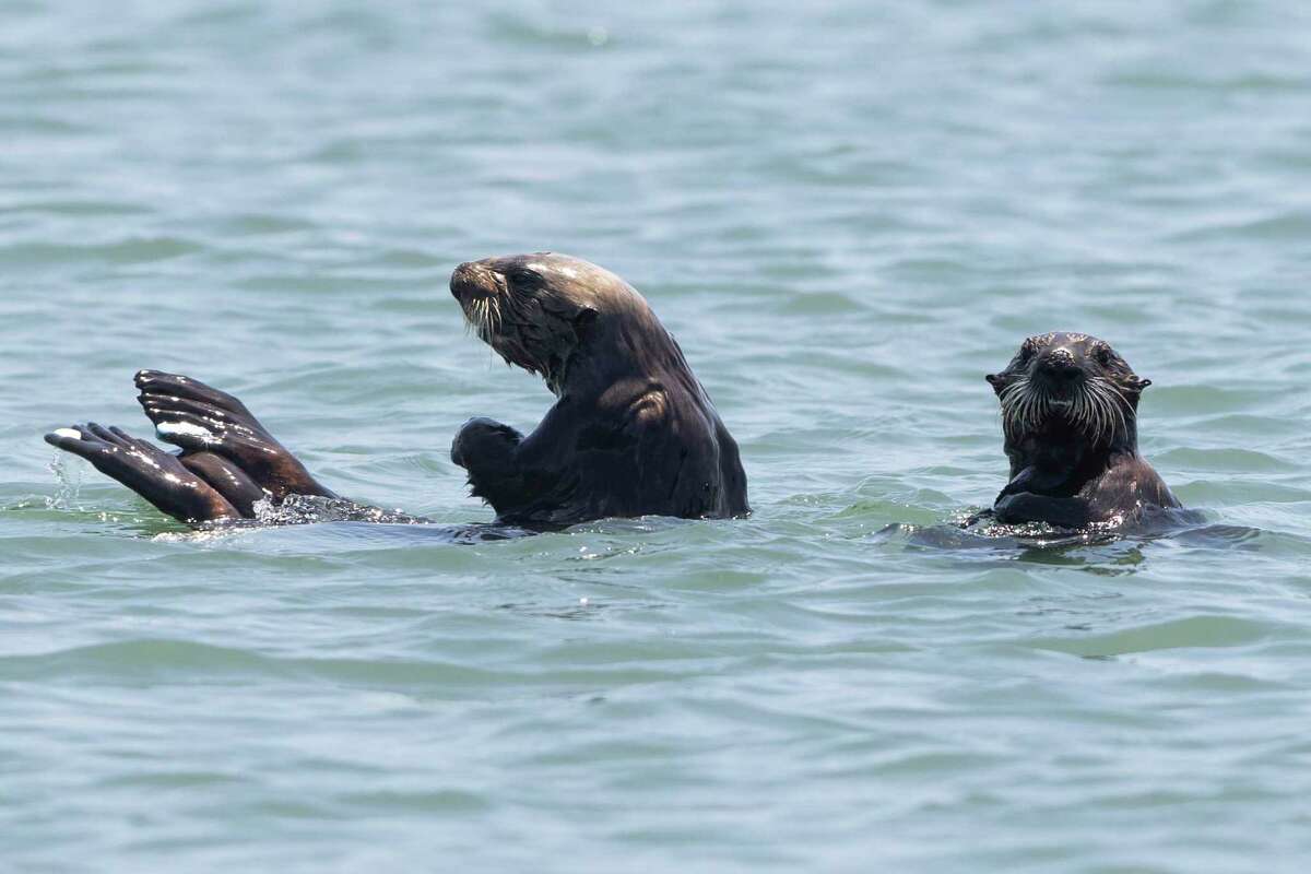 Sea otters forage for food in the Elkhorn Slough in Moss Landing.
