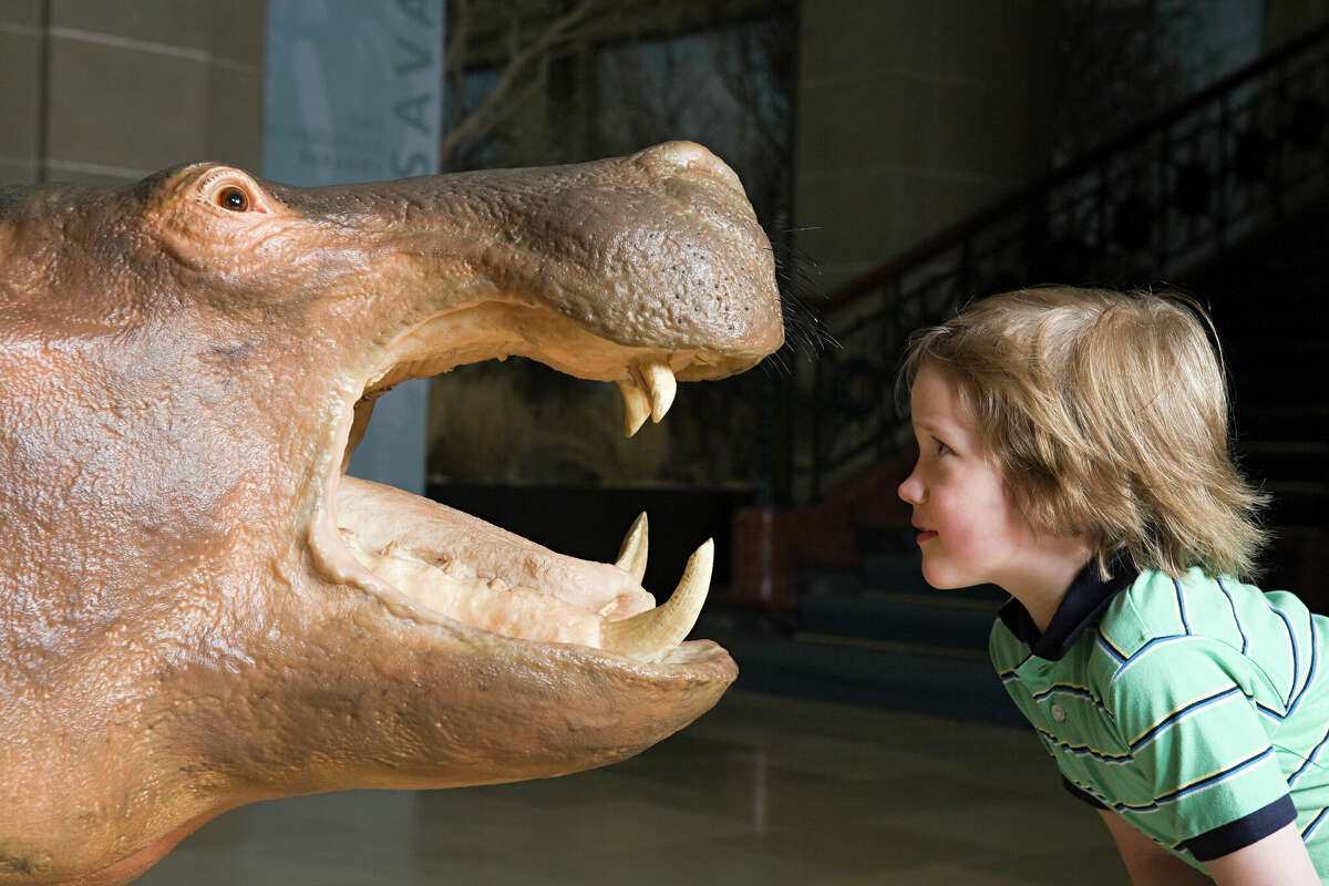 A boy looks at a stuffed rhino on display at a museum. 