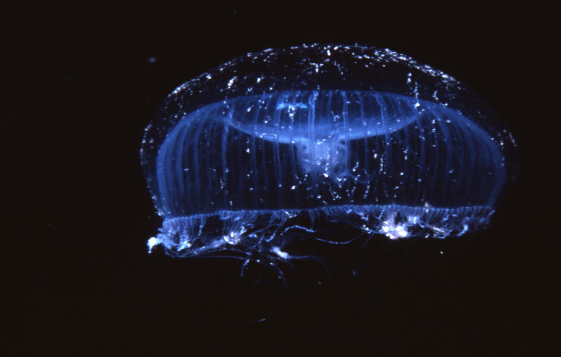 Visions from the Deep: Amazing photos of the fantastic creatures of Long Island Sound - Vimarsana News